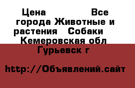 French Bulldog Male › Цена ­ 150 000 - Все города Животные и растения » Собаки   . Кемеровская обл.,Гурьевск г.